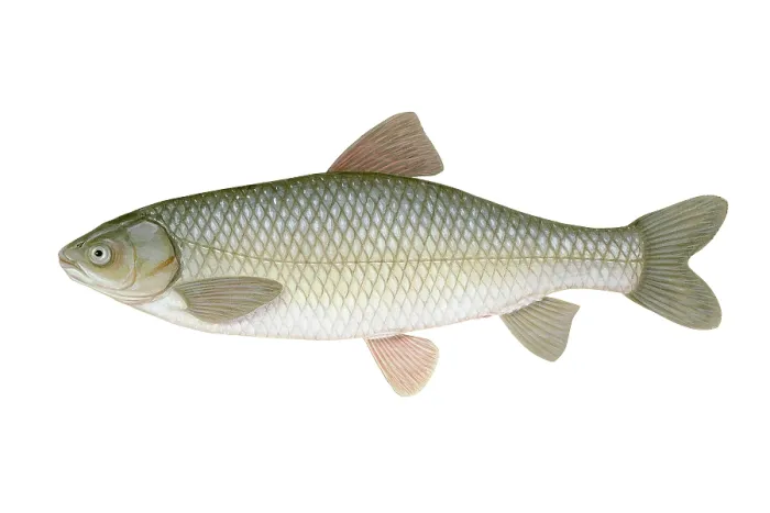 Framed Print : Grass Carp (Ctenopharyngodon idella) Framed Print : Grass Carp (Ctenopharyngodon idella)