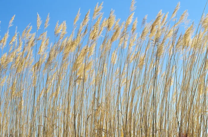 Framed Print : Grasses, New Mexico landscape, Bosque del Apache National Wildlife Refuge Framed Print : Grasses, New Mexico landscape, Bosque del Apache National Wildlife Refuge