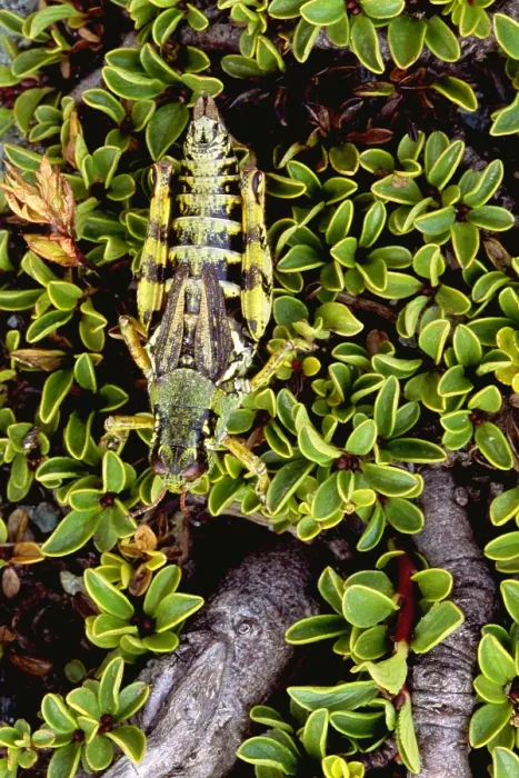 Framed Print : Grasshopper Framed Print : Grasshopper
