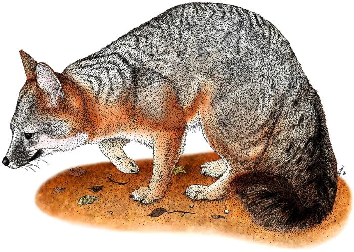 Framed Print : Gray Fox, (Urocyon cinereoargenteus)