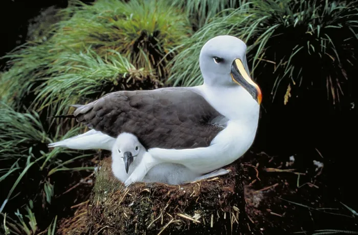 Framed Print : Gray-headed Albatross Framed Print : Gray-headed Albatross
