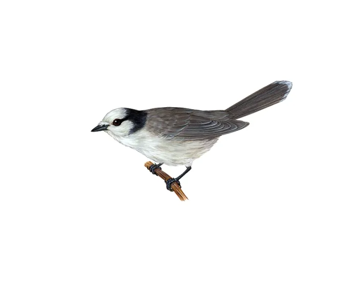 Framed Print : Gray Jay. Illustration of a gray jay (Perisoreus canadensis), a member of the crow Framed Print : Gray Jay. Illustration of a gray jay (Perisoreus canadensis), a member of the crow