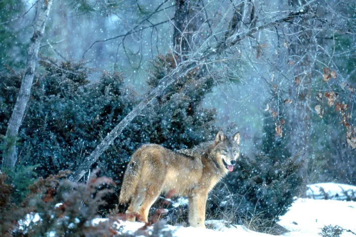 Framed Print : Gray Wolf at kill Framed Print : Gray Wolf at kill