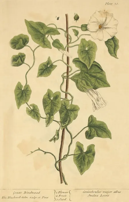 Framed Print : Great Bindweed, Medicinal Plant, 1737 Framed Print : Great Bindweed, Medicinal Plant, 1737