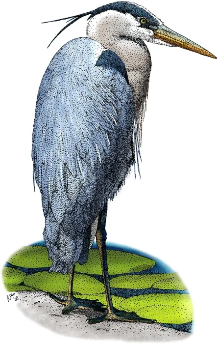 Framed Print : Great Blue Heron