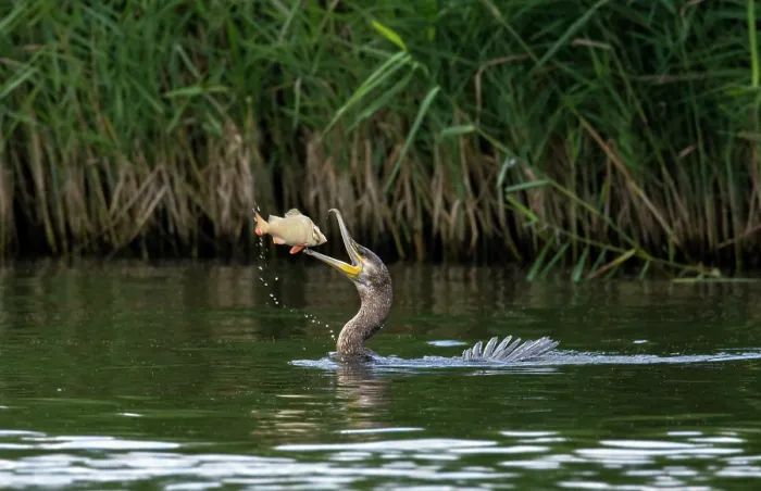 Framed Print : Great cormorant catching fish Framed Print : Great cormorant catching fish