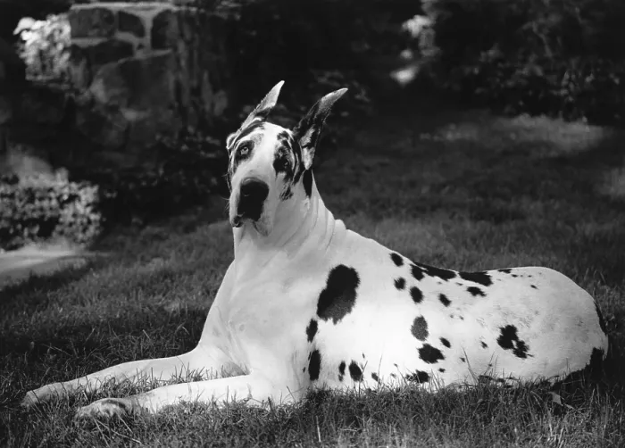 Framed Print : Great Dane Framed Print : Great Dane