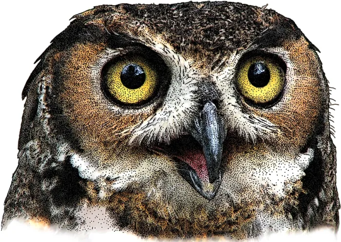 Framed Print : Great Horned Owl Framed Print : Great Horned Owl