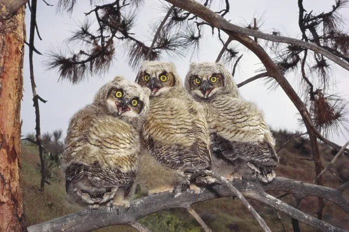 Framed Print : Great Horned Owl Framed Print : Great Horned Owl