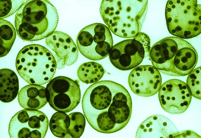 Framed Print : Green algae, Volvox sp. light micrograph Framed Print : Green algae, Volvox sp. light micrograph