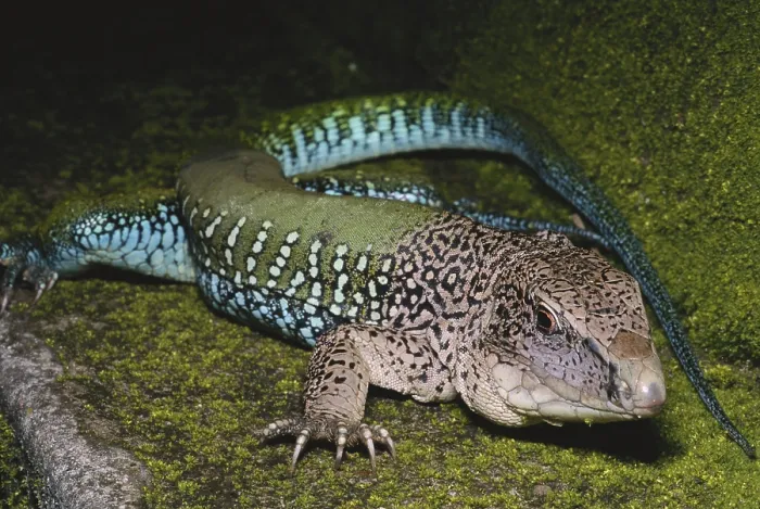 Framed Print : Green Ameiva Lizard