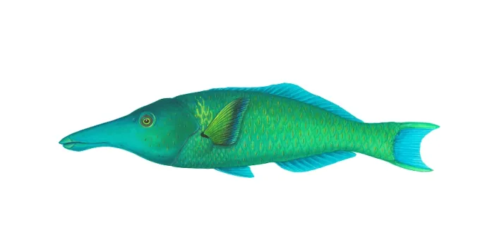 Framed Print : Green Bird Wrasse (Gomphosus varius) Framed Print : Green Bird Wrasse (Gomphosus varius)