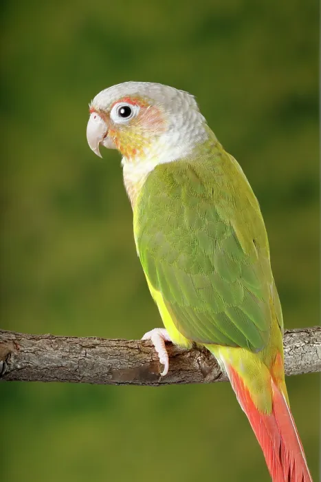 Framed Print : Green-cheeked Conure Framed Print : Green-cheeked Conure