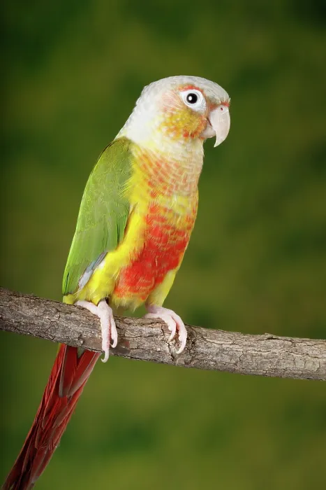 Framed Print : Green-cheeked Conure Framed Print : Green-cheeked Conure