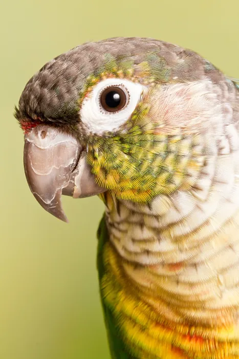 Framed Print : Green-cheeked conure (Pyrrhura molinae) Framed Print : Green-cheeked conure (Pyrrhura molinae)