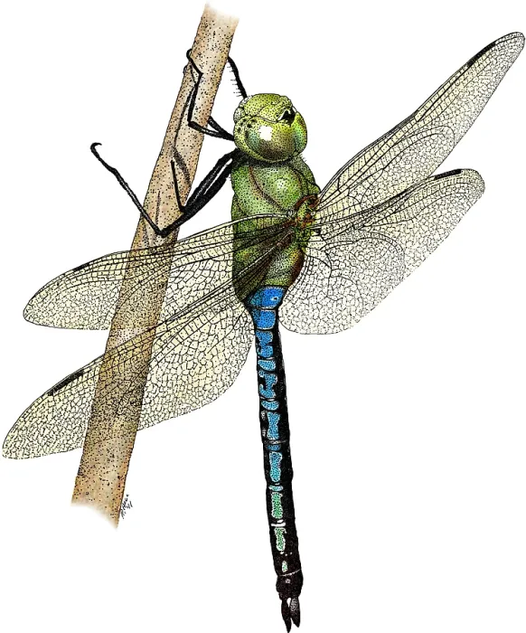 Framed Print : Green Darner Dragonfly Framed Print : Green Darner Dragonfly