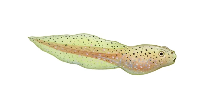 Framed Print : Green Frog Tadpole Framed Print : Green Frog Tadpole