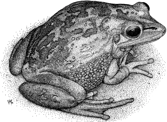 Framed Print : Green Golden Bell Frog Framed Print : Green Golden Bell Frog