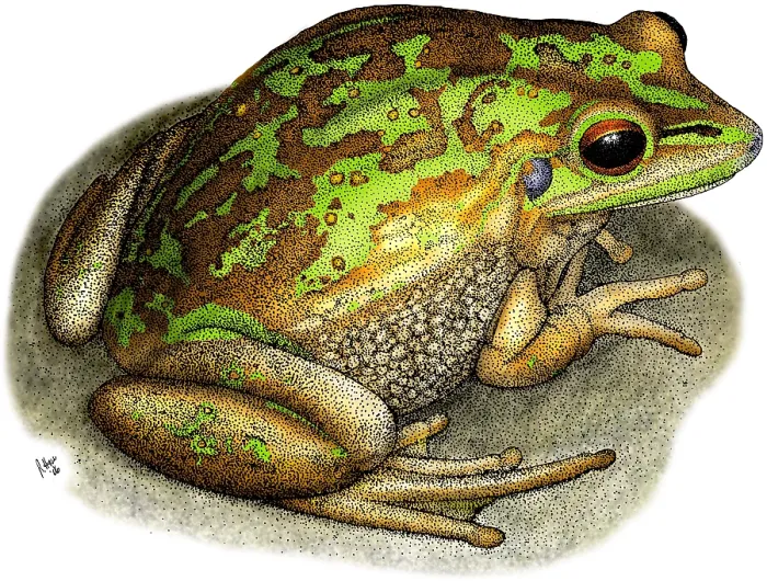 Framed Print : Green Golden Bell Frog