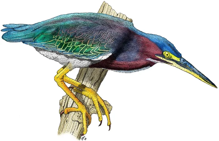 Framed Print : Green Heron Framed Print : Green Heron