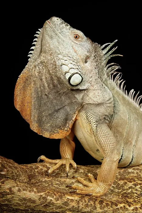 Framed Print : Green Iguana with Dewlap Framed Print : Green Iguana with Dewlap
