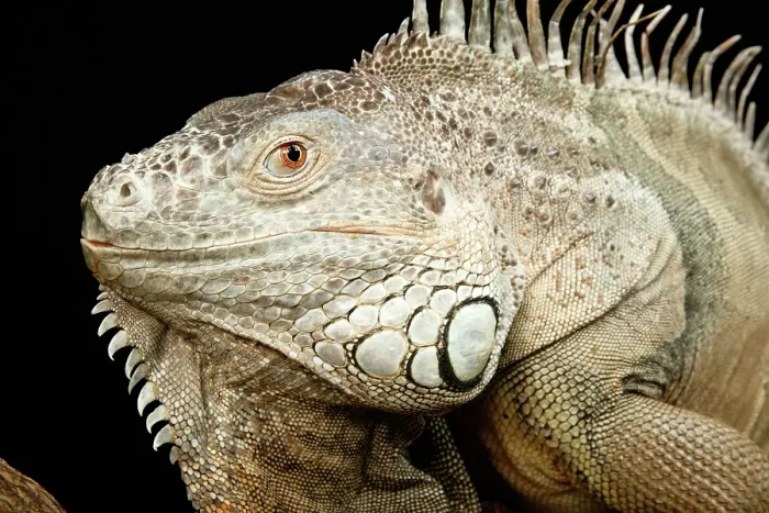 Framed Print : Green Iguana Portrait Framed Print : Green Iguana Portrait