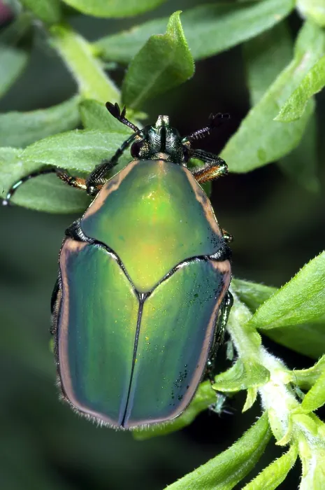 Framed Print : Green June Beetle Framed Print : Green June Beetle