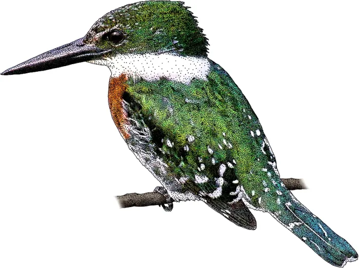 Framed Print : Green Kingfisher, Illustration