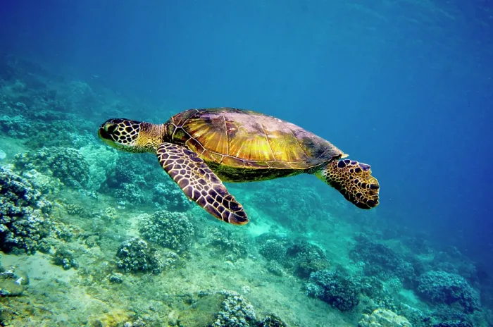 Framed Print : Green Sea Turtle (Chelonia mydas)