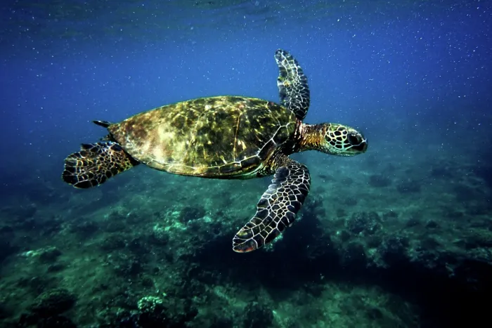 Framed Print : Green Sea Turtle (Chelonia mydas) Framed Print : Green Sea Turtle (Chelonia mydas)