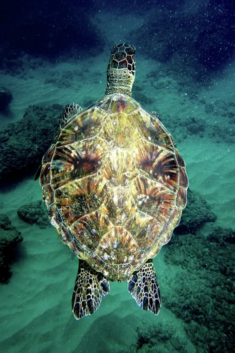 Framed Print : Green Sea Turtle (Chelonia mydas) Framed Print : Green Sea Turtle (Chelonia mydas)