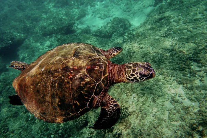 Framed Print : Green Sea Turtle (Chelonia mydas) Framed Print : Green Sea Turtle (Chelonia mydas)