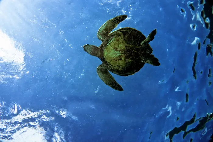 Framed Print : Green Sea Turtle (Chelonia mydas) Framed Print : Green Sea Turtle (Chelonia mydas)