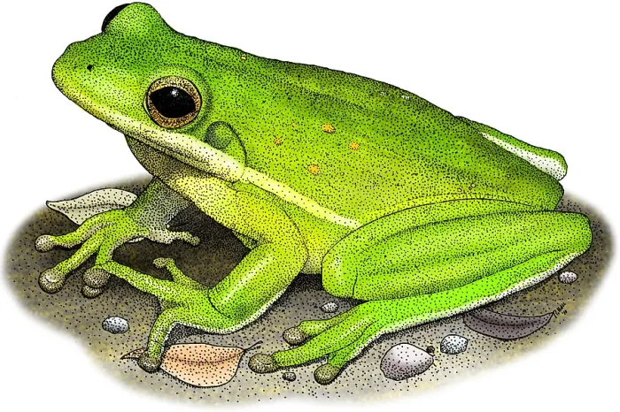 Framed Print : Green Tree Frog Framed Print : Green Tree Frog