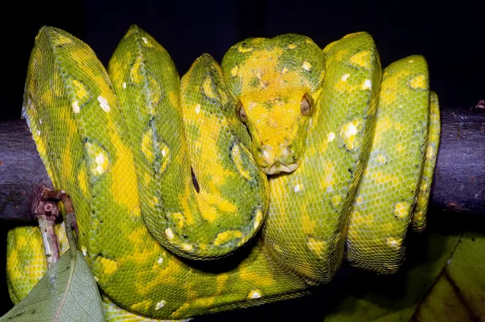 Framed Print : Green Tree Python Framed Print : Green Tree Python
