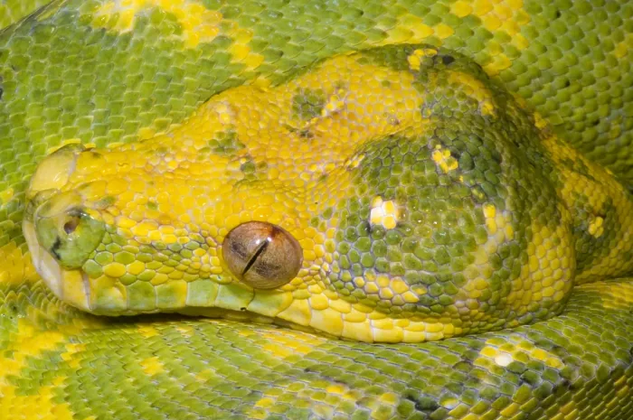 Framed Print : Green Tree Python Framed Print : Green Tree Python