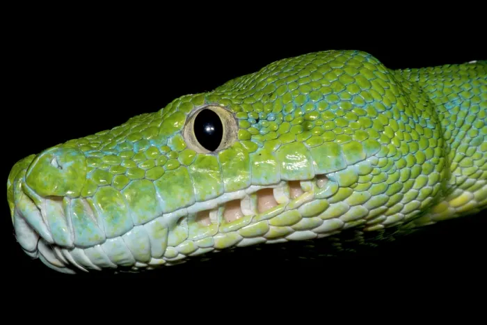 Framed Print : Green Tree Python (Morelia viridis)