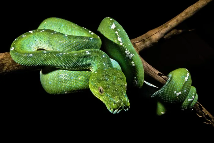 Framed Print : Green Tree Python (Morelia viridis) Framed Print : Green Tree Python (Morelia viridis)