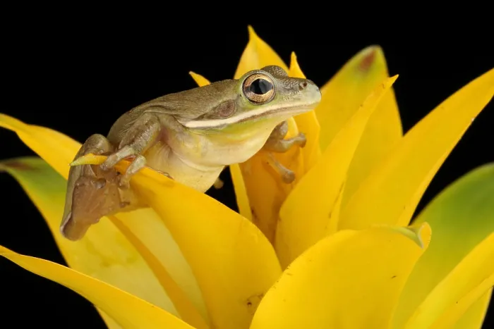 Framed Print : Green Treefrog (Hyla cinerea) Framed Print : Green Treefrog (Hyla cinerea)