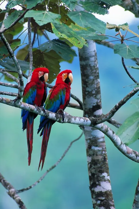 Framed Print : Green-winged macaws