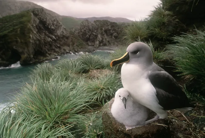 Framed Print : Grey-headed albatross and chick
