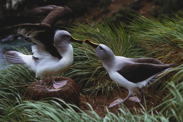 Framed Print : Grey headed albatrosses Framed Print : Grey headed albatrosses
