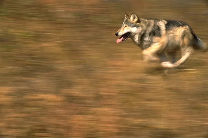 Framed Print : Grey wolf running Framed Print : Grey wolf running