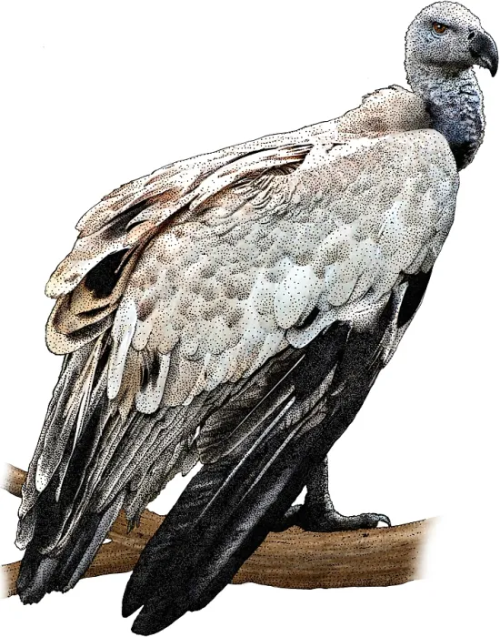 Framed Print : Griffon Vulture