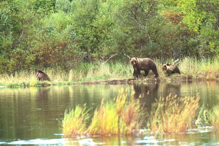 Framed Print : Grizzly Bears Framed Print : Grizzly Bears