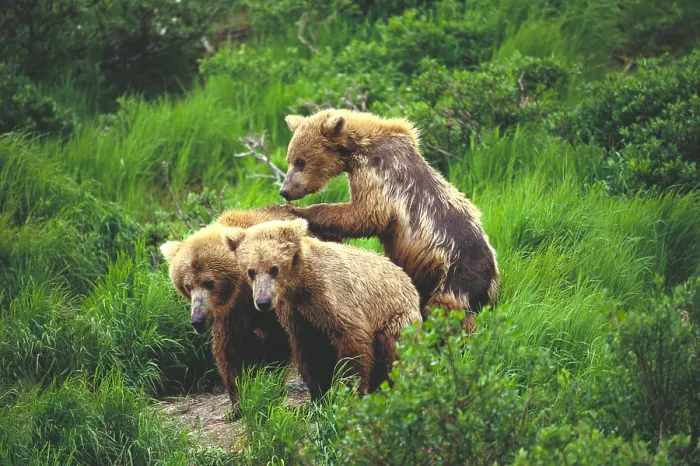 Framed Print : Grizzly or Brown Bears Framed Print : Grizzly or Brown Bears