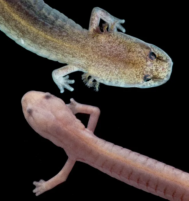 Framed Print : Grotto Salamander, Eurycea spelaea