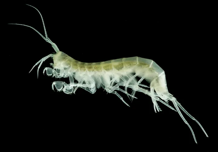 Framed Print : Groundwater-adapted Amphipod (Nephargus aggtelekiensis) Framed Print : Groundwater-adapted Amphipod (Nephargus aggtelekiensis)