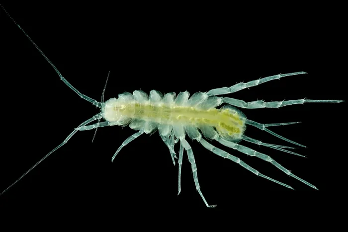 Framed Print : Groundwater Adapted Isopod (Proasellus sp.) Framed Print : Groundwater Adapted Isopod (Proasellus sp.)