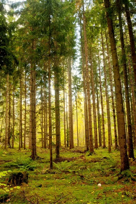 Framed Print : Grove of Trees